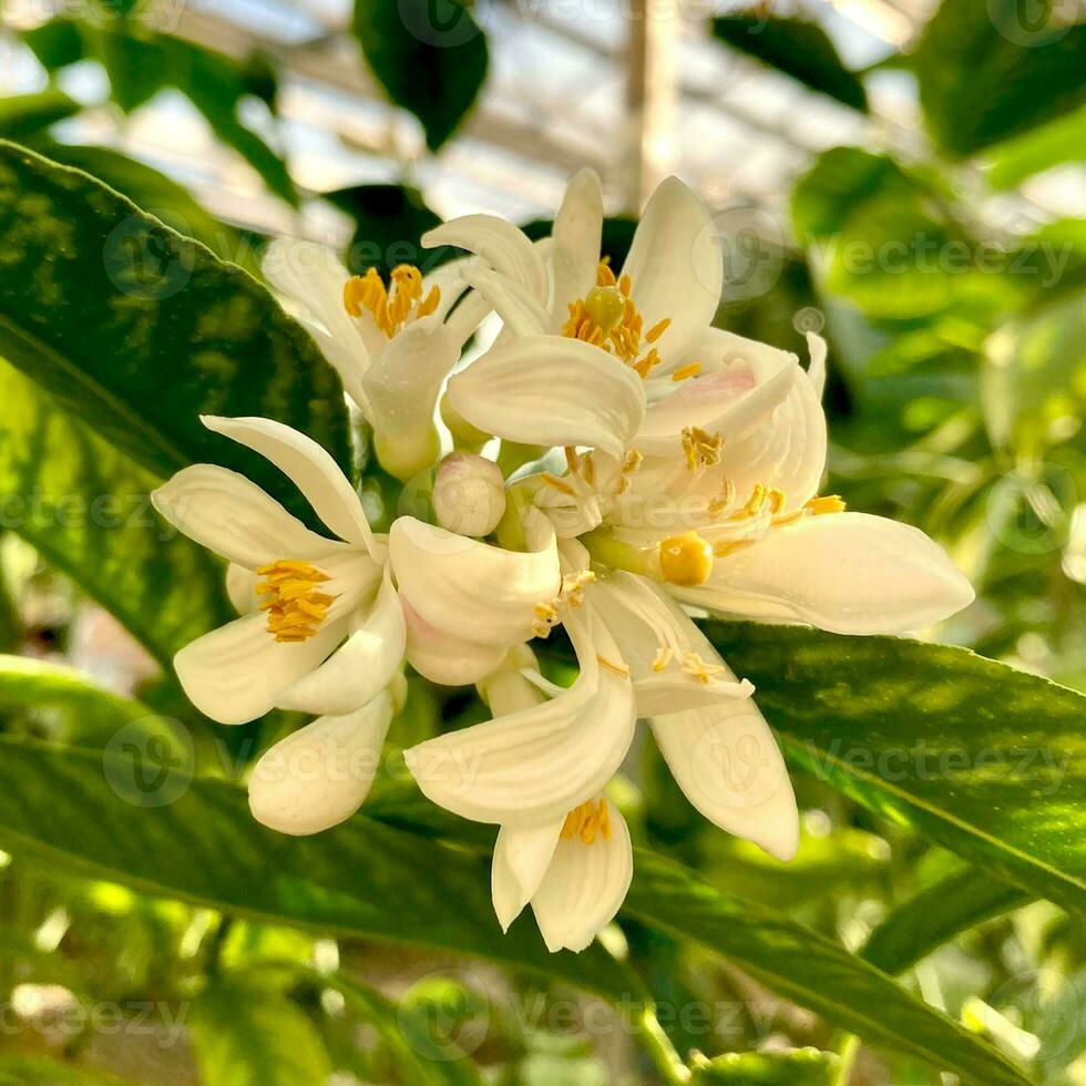 limón flores en el árbol en verano interior jardín o invernadero. de cerca. foto