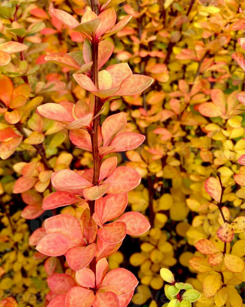 hojas bérbero en el otoño jardín. foto