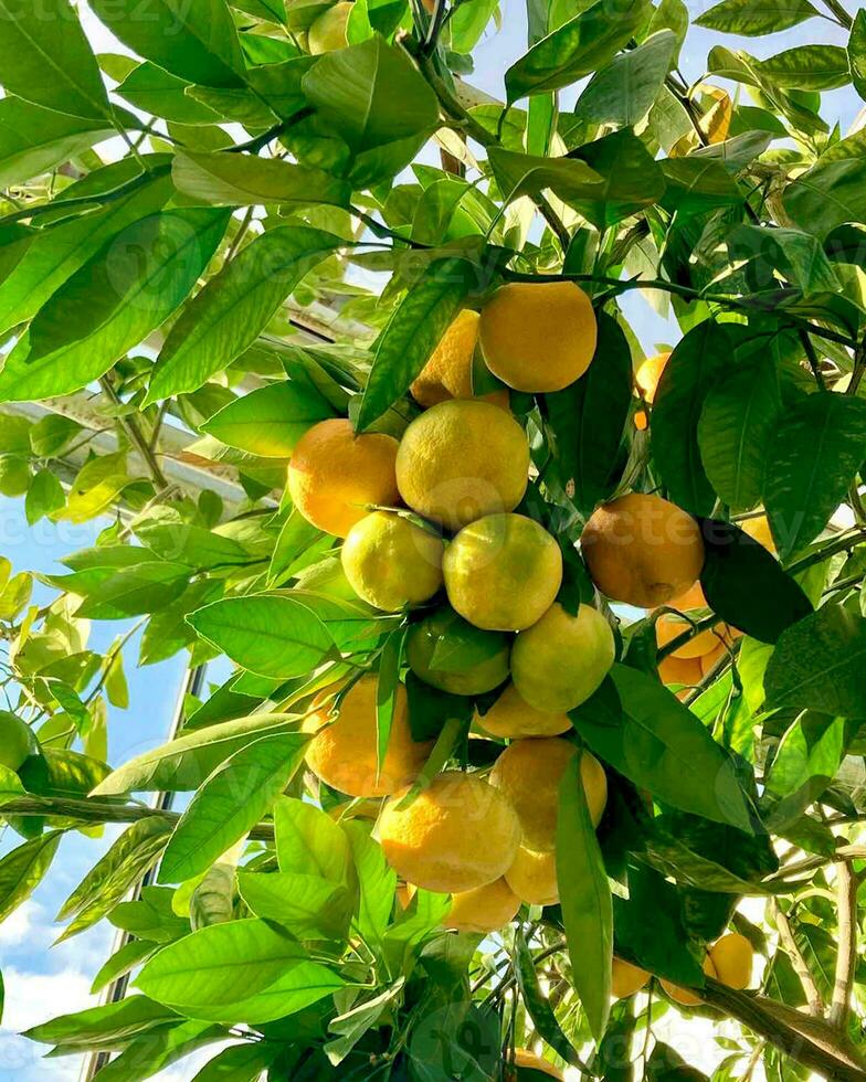 Mandarin tree with ripe fruits. Branch with tangerines and leaves in greenhouse. photo