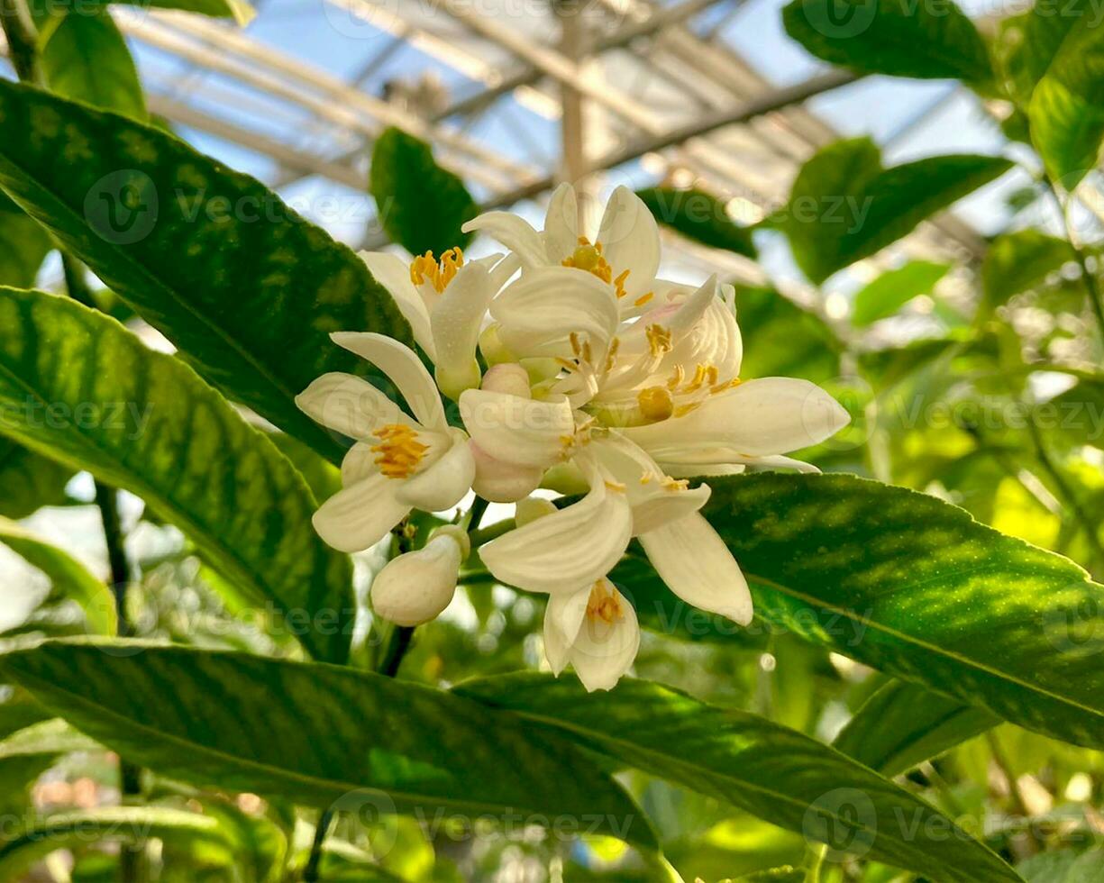 Lemon flowers on the tree in summer indoor garden or greenhouse. Close-up. photo