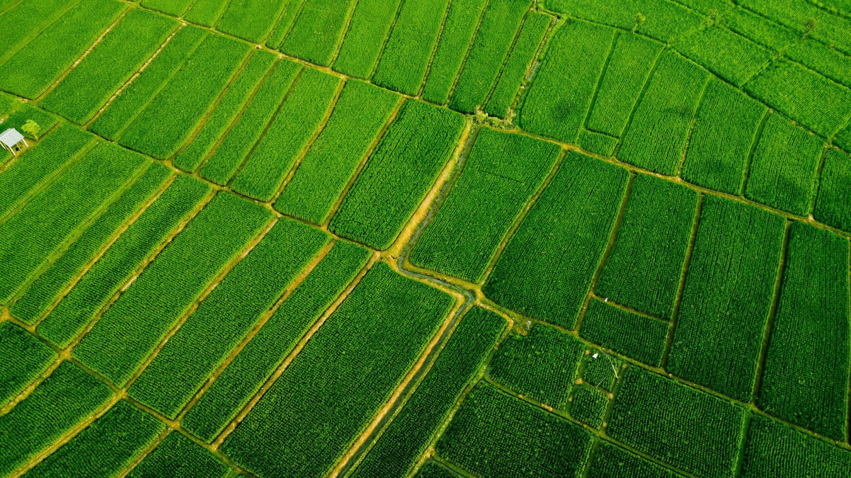 A View Of A Green Field photo