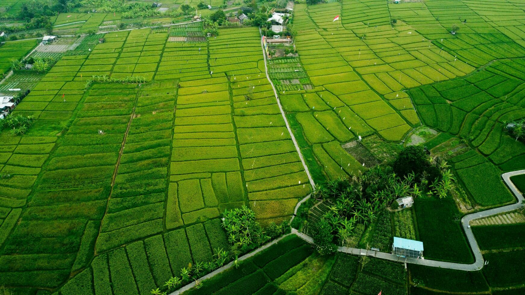 Yellow And Green Rice Field View From Above photo