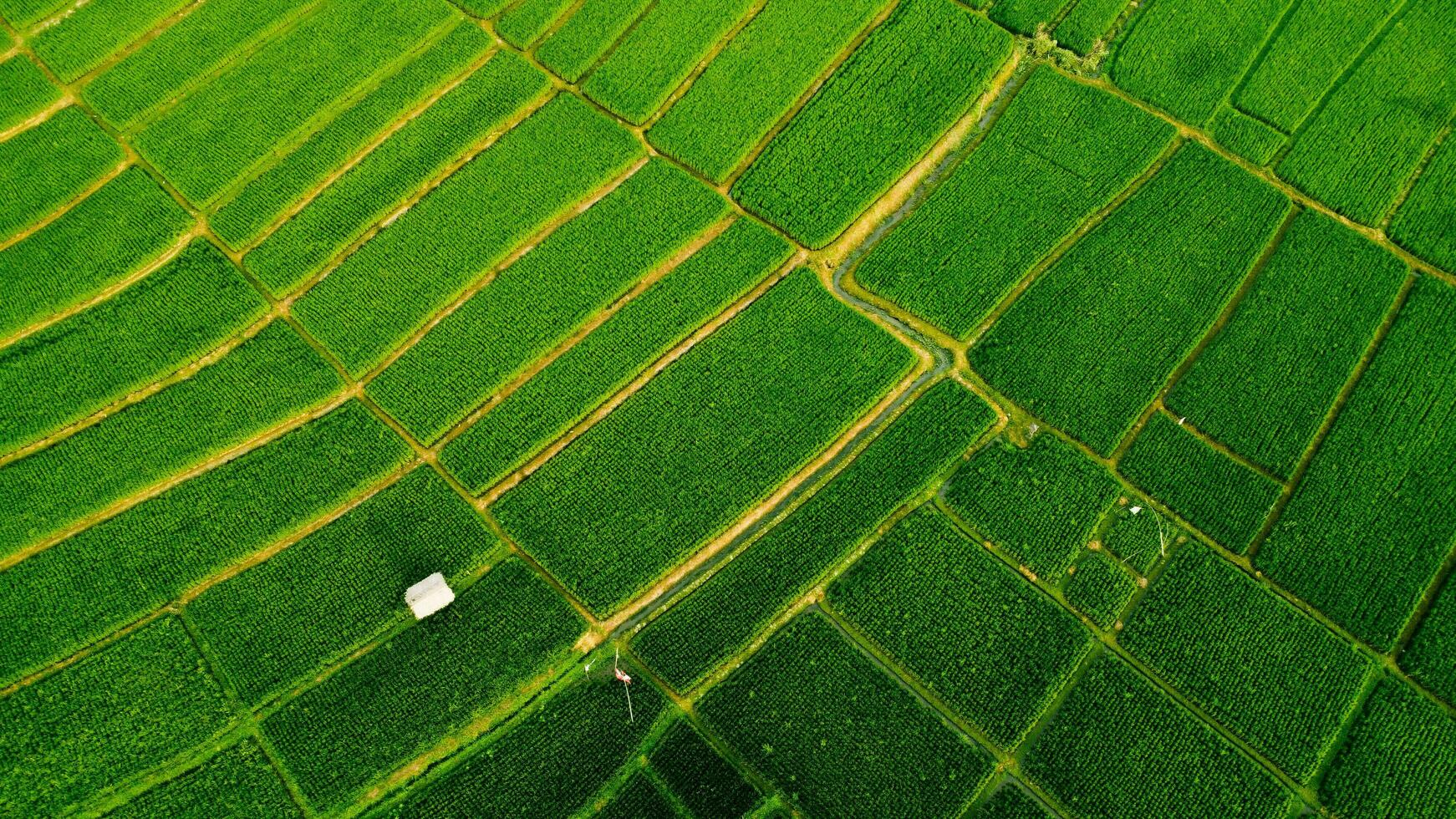 Rice Field View From Top photo