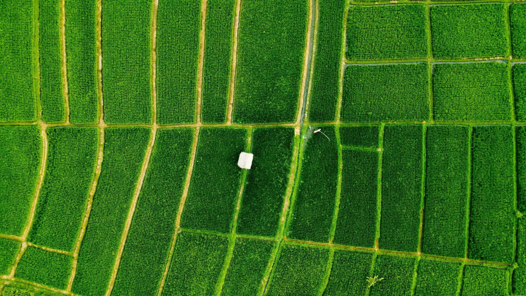 aéreo ver de un arroz campo foto