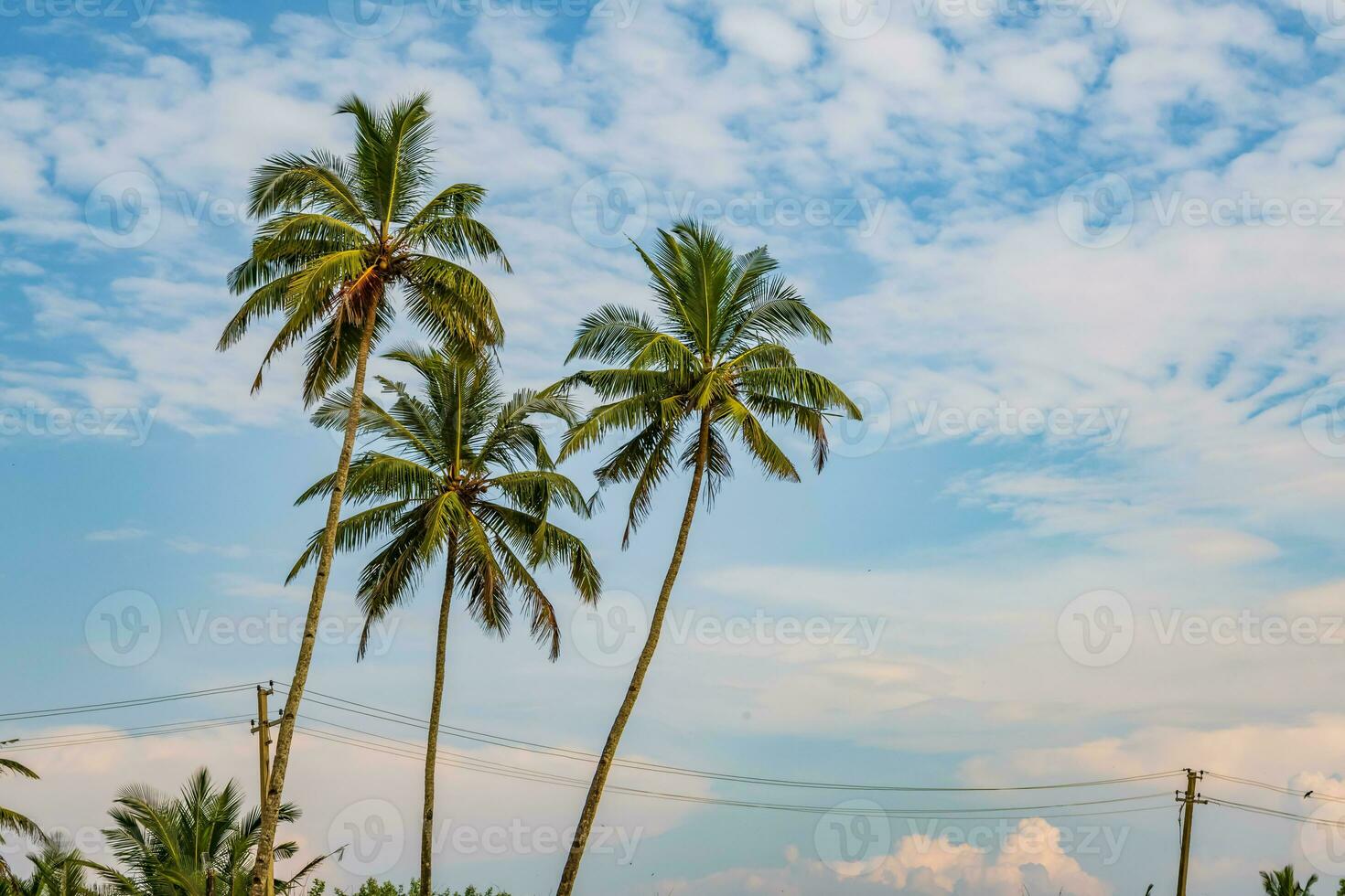 coconut trees palms against the blue sky of India photo