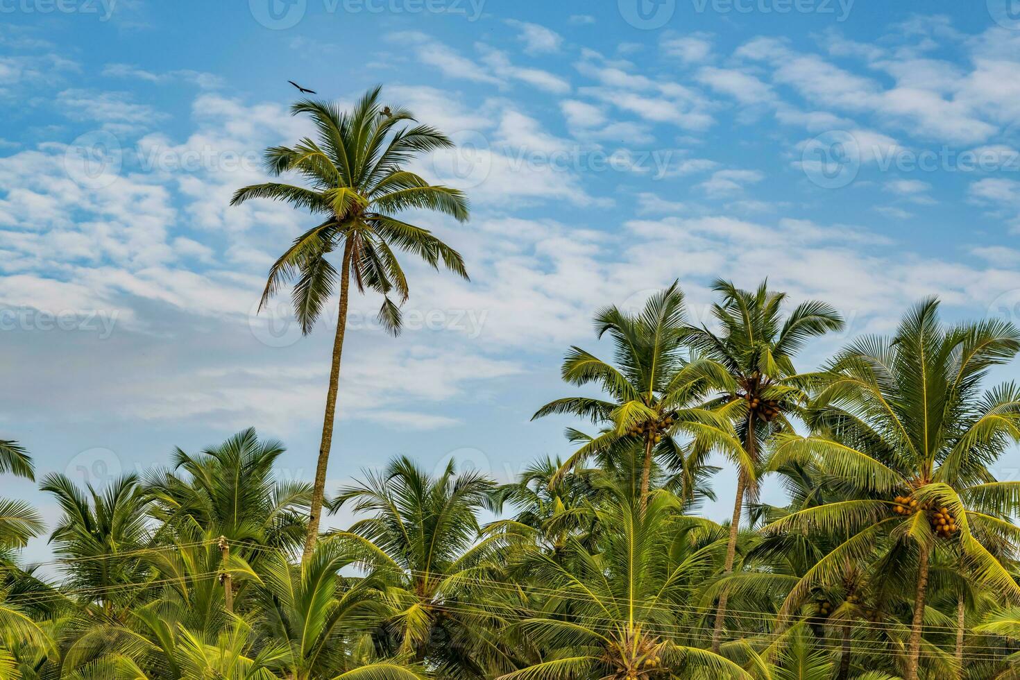 coconut trees palms against the blue sky of India photo