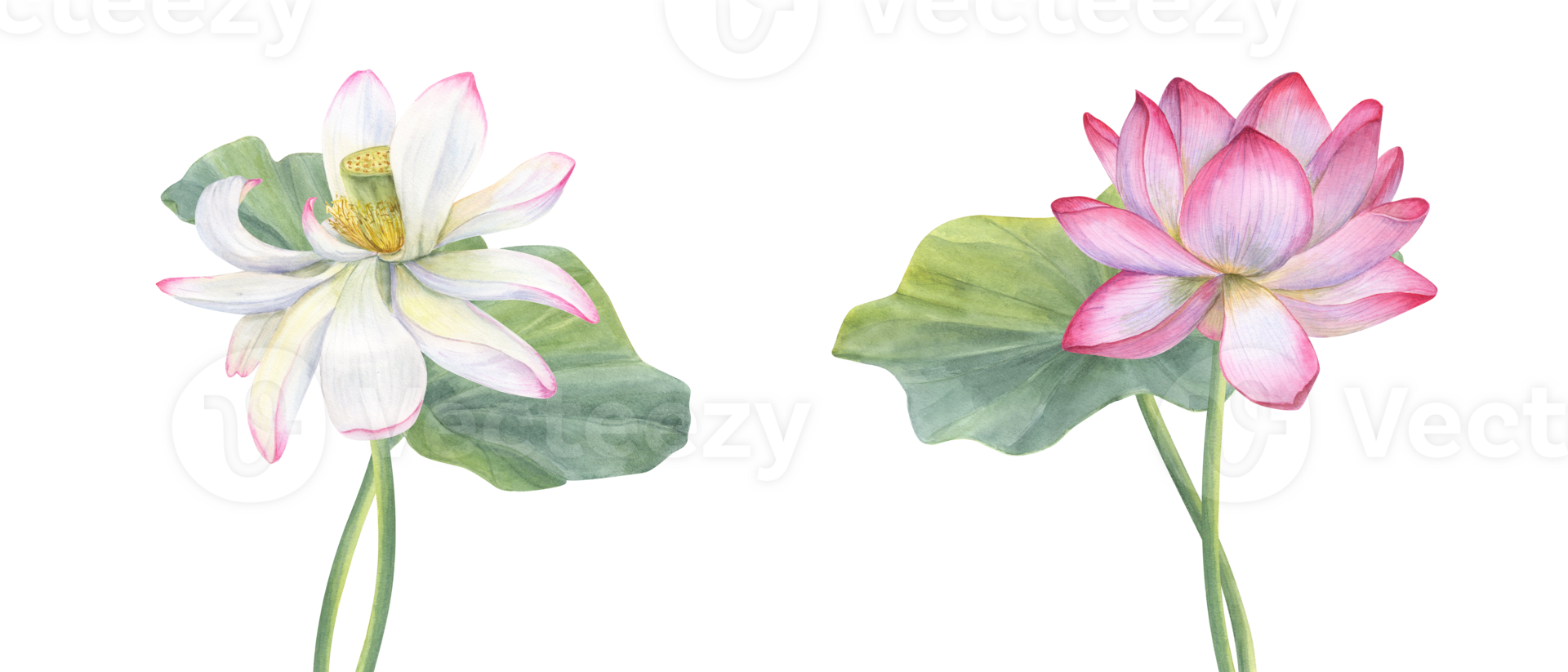 Set of white and pink Lotus flower with Leaves. Delicate blooming Water Lily. Intertwining stems of flower. Watercolor illustration. Hand drawn composition for poster, cards, greeting png