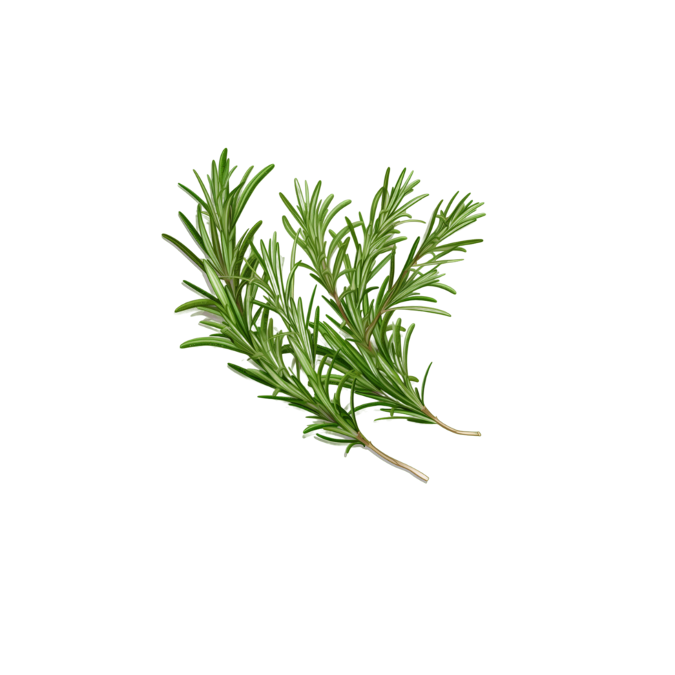 Rosemary. A green sprig of rosemary. Medicinal plant. Fragrant plant
