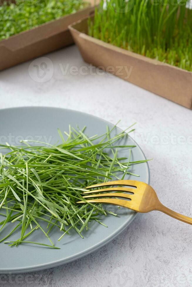 Microgreeen sprouted wheat on plate with folk. Healthy food concept photo