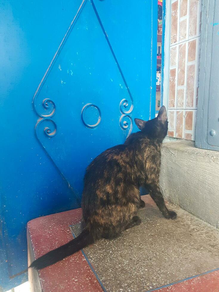 A cat is waiting for its owner on the stairs photo