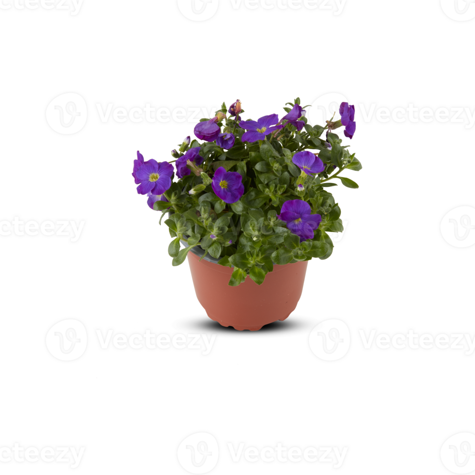 décoratif fleurs dans des pots Couper en dehors isolé transparent Contexte png