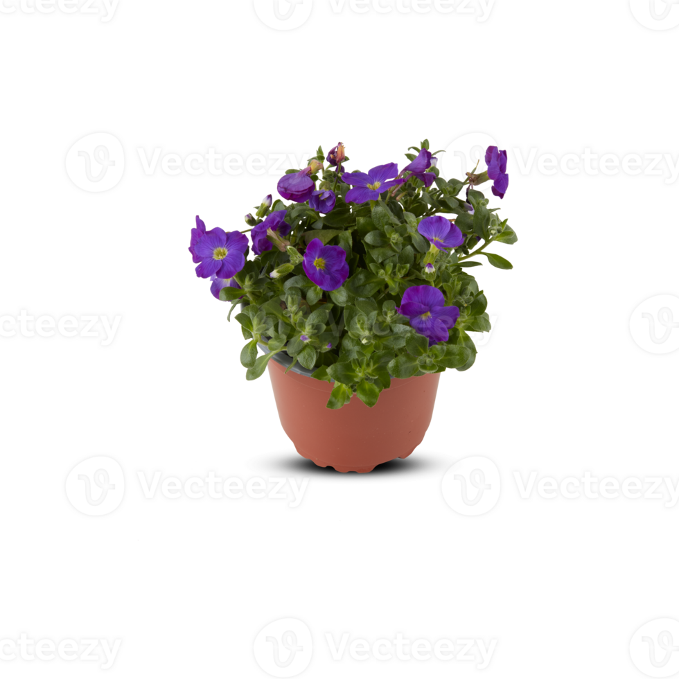 Decorative flowers in pots cut out isolated transparent background png