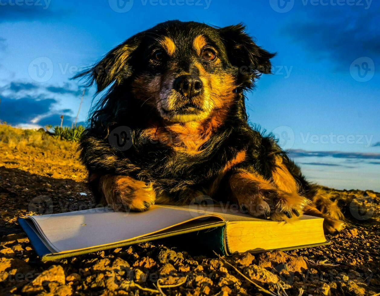 a dog laying on the ground with a book photo