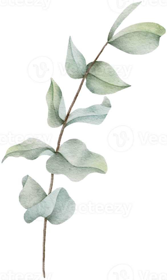 Watercolor Eucalyptus Leaf Clip Art png