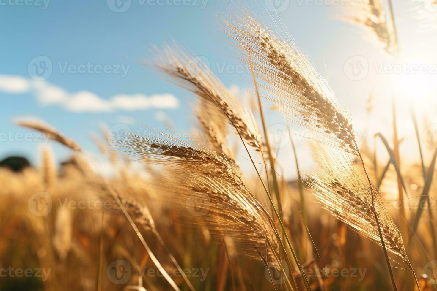 Golden Grass Field on a Sunny Summer Day, A Serene and Beautiful Landscape. AI Generative photo
