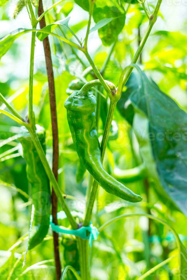 Close up of ripe green chili pepper growing in the vegetable garden photo