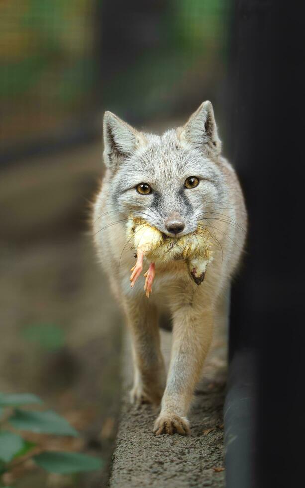 Portrait of Corsac fox in zoo photo