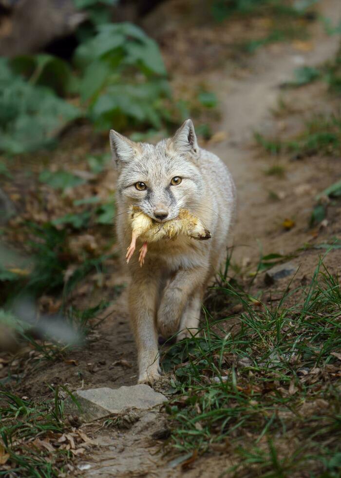 Portrait of Corsac fox in zoo photo