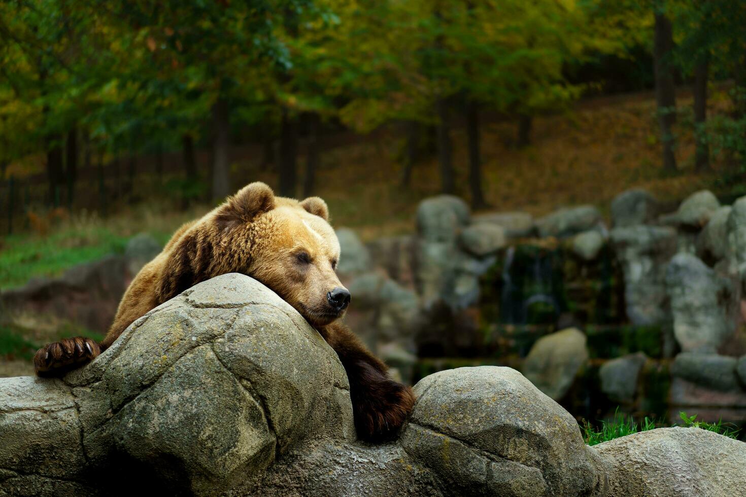 Portrait of Kamchatka brown bear photo