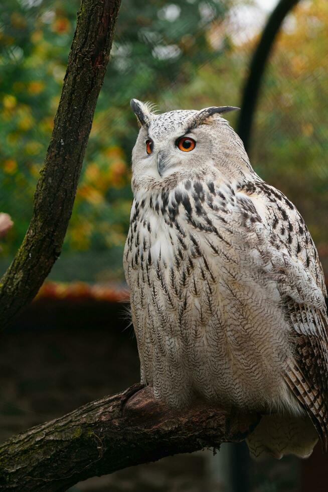 Portrait of Eurasian eagle owl photo