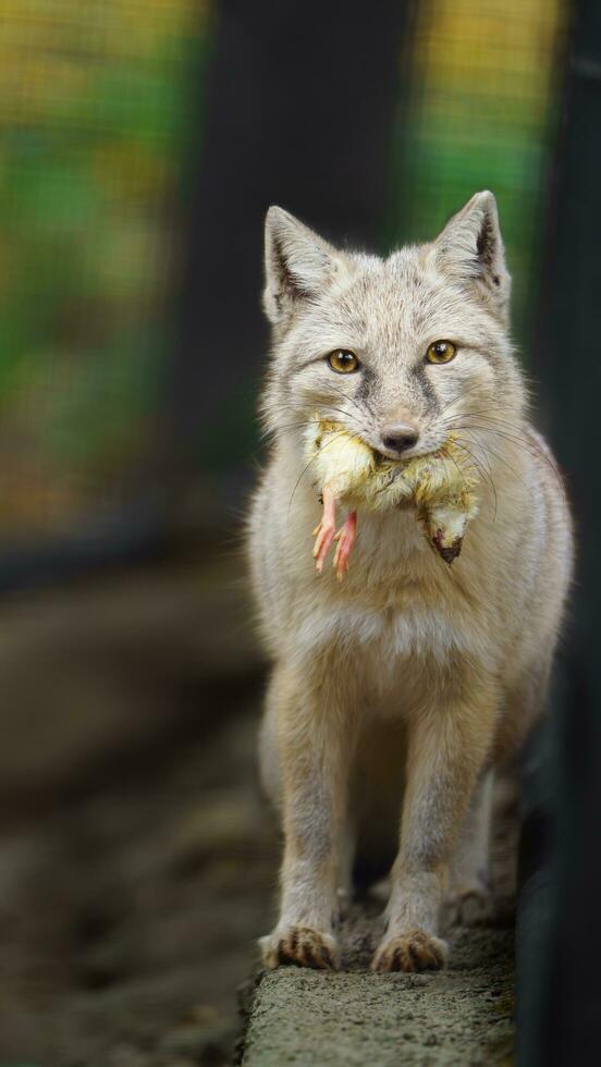 Portrait of Corsac fox in zoo photo