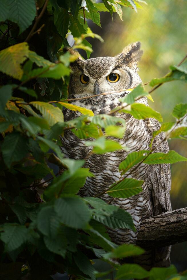 Great horned owl on tree photo