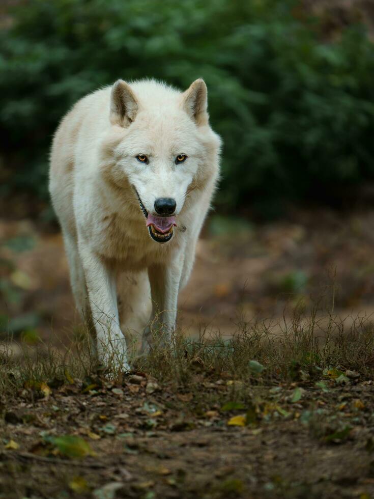 Portrait of Arctic wolf in zoo photo
