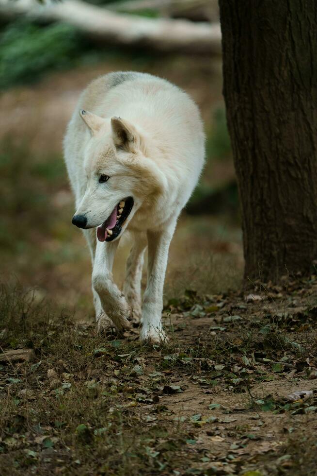 retrato de ártico lobo en zoo foto