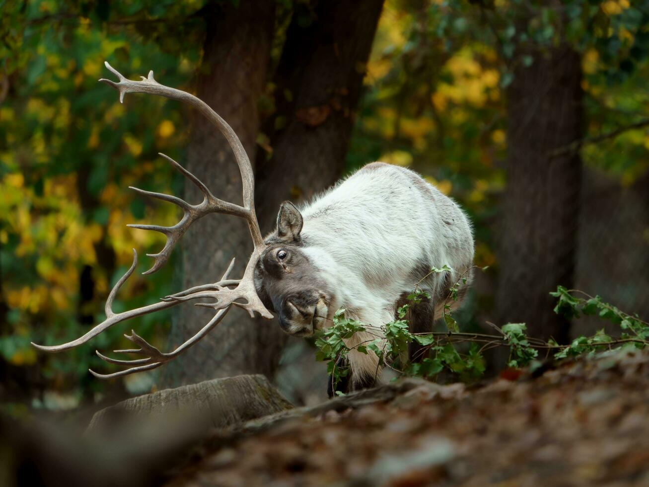 Portrait of Reindeer in zoo photo