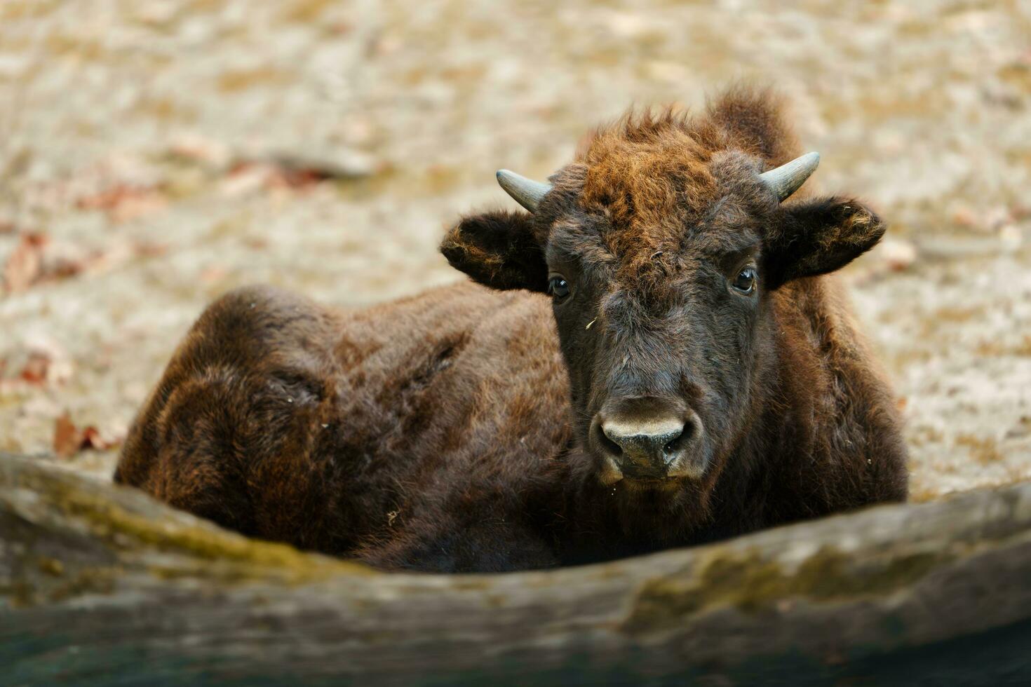 Portrait of American bison in zoo photo