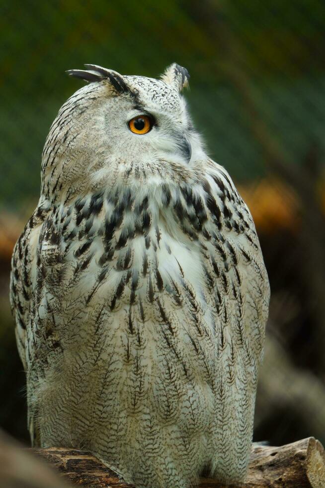 Portrait of Eurasian eagle owl photo
