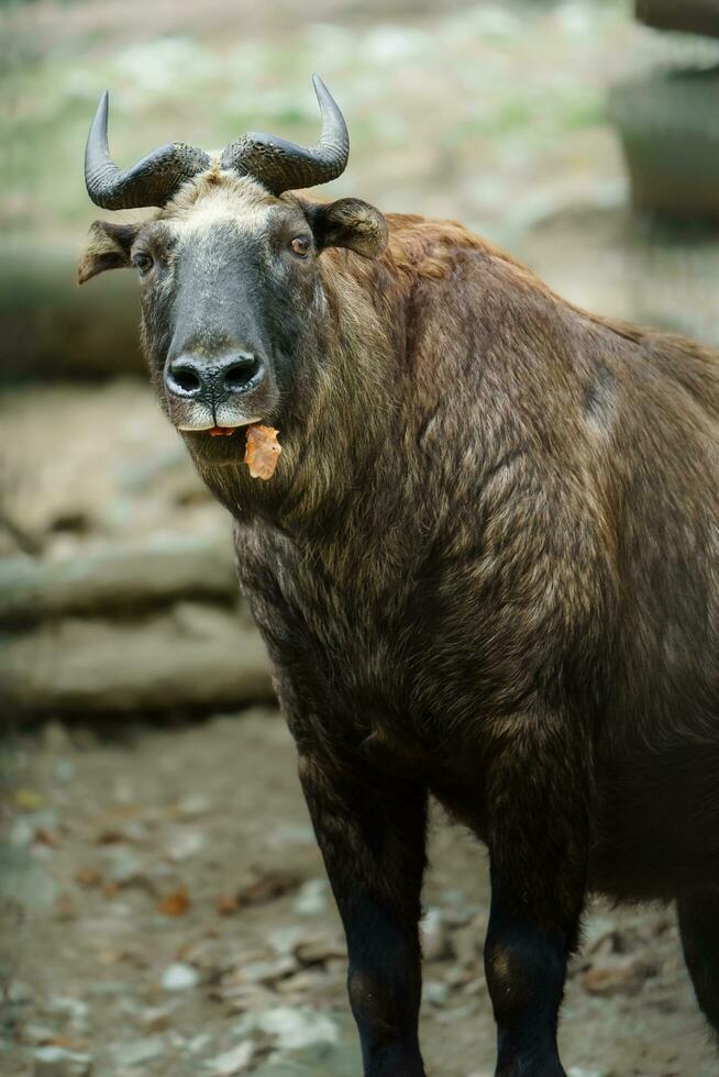 Portrait of Mishmi takin in zoo photo