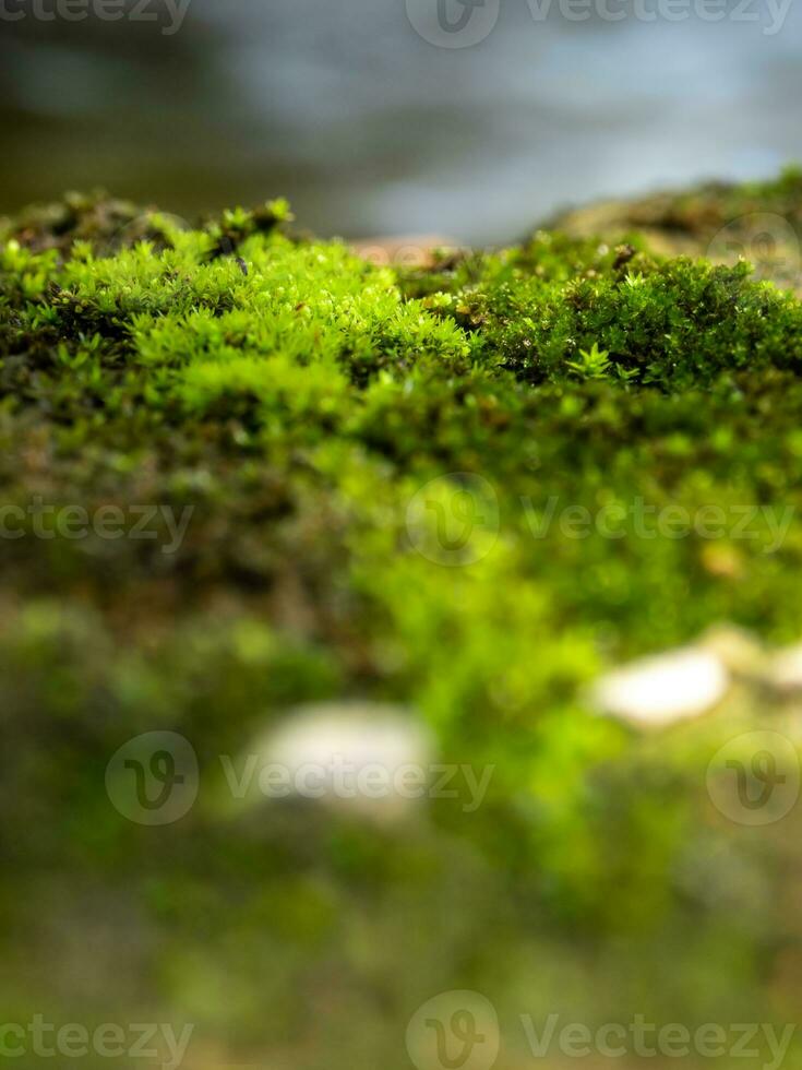 musgo verde frescor que crece en suelo húmedo junto a la fuente de agua foto
