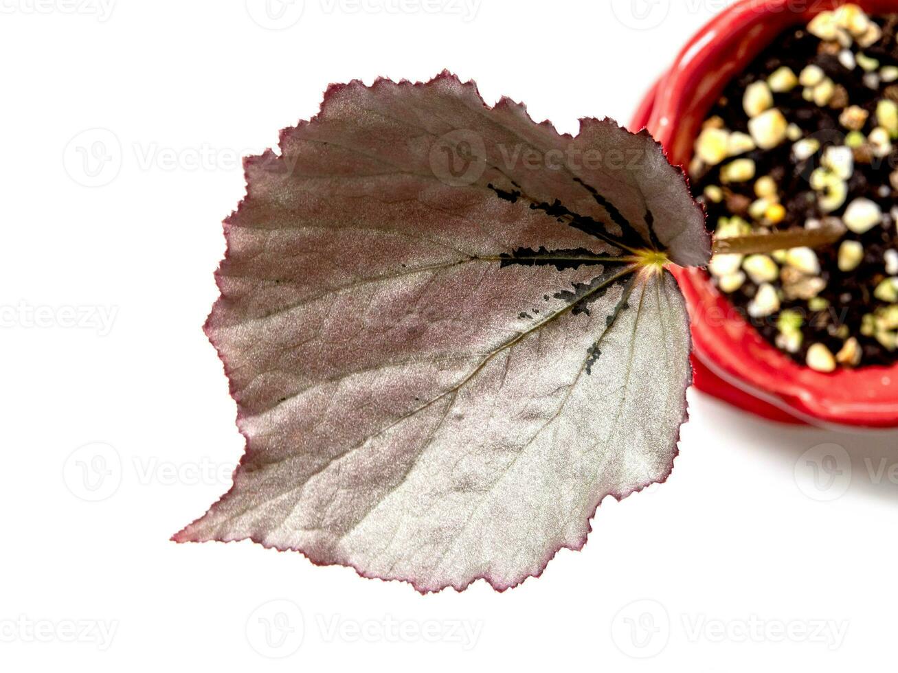 Sparkling silver shimmer on the surface of Begonia leaf photo