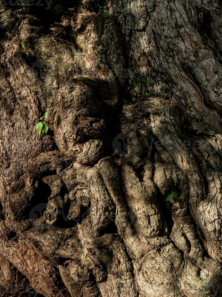 viejas grietas, arrugas y distorsiones en el tronco del antiguo árbol de tamarindo foto