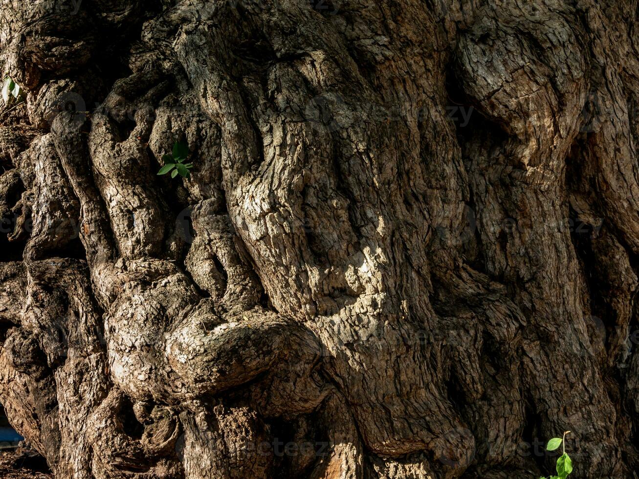 Old crevices, wrinkles and distortions on the trunk of the ancient tamarind tree photo