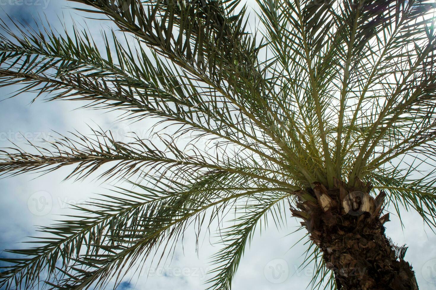 Under the palm tree sunlight and blue sky photo