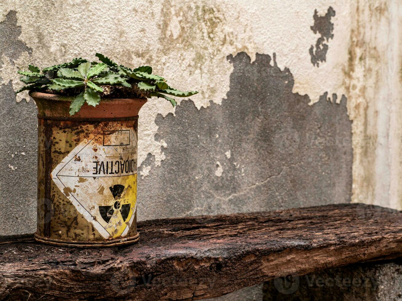Euphorbia decaryi in the old package of radioactive material photo