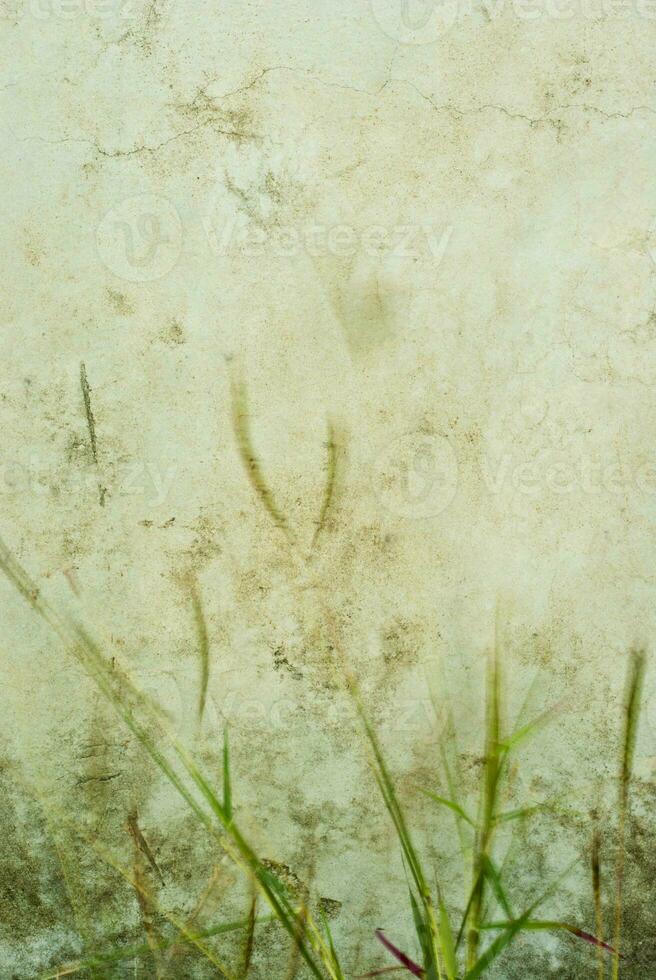 The movement blured grass flower in wind beside the concrete wall photo