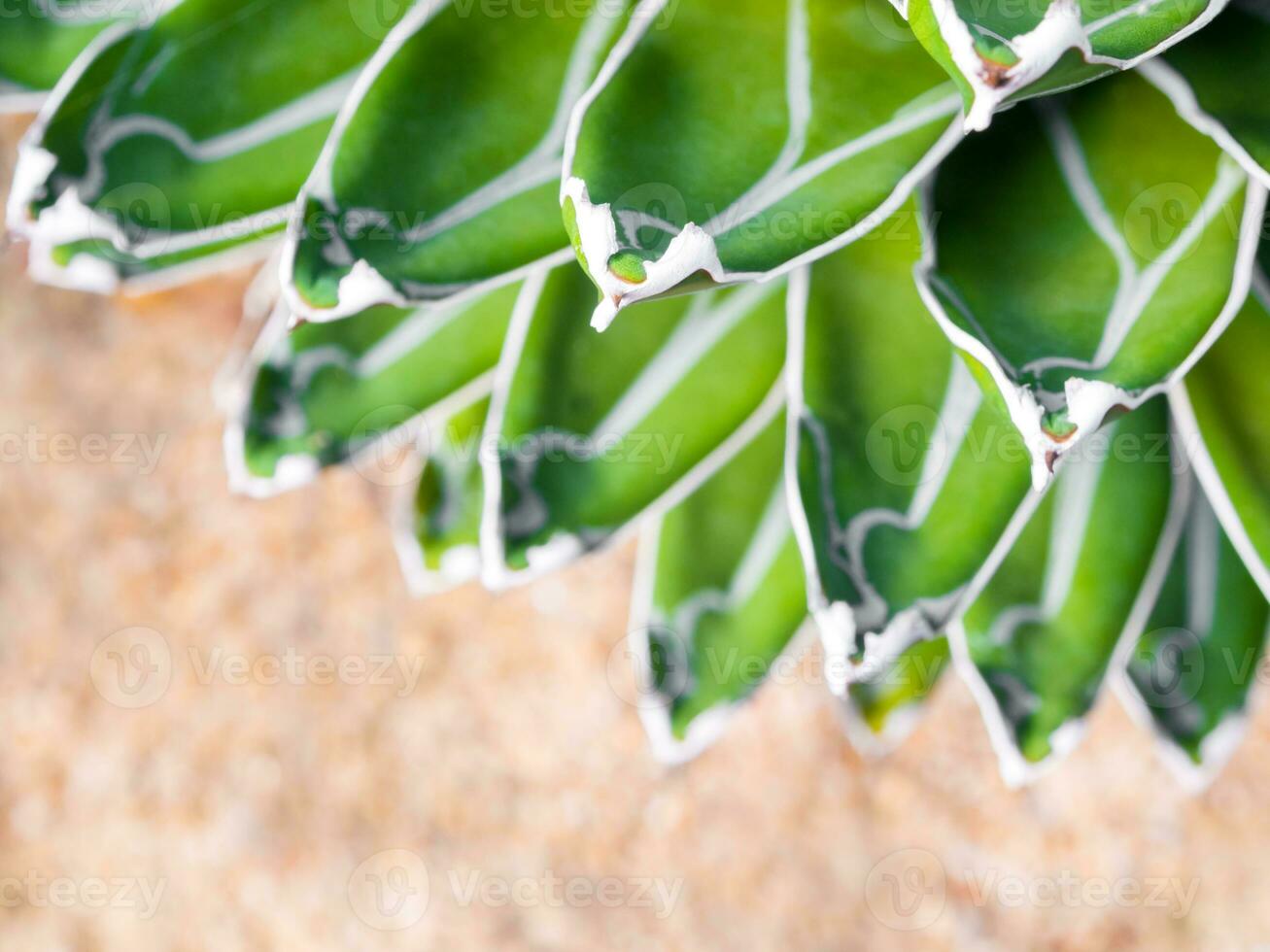Succulent plant close-up, fresh leaves detail of Agave victoriae reginae photo