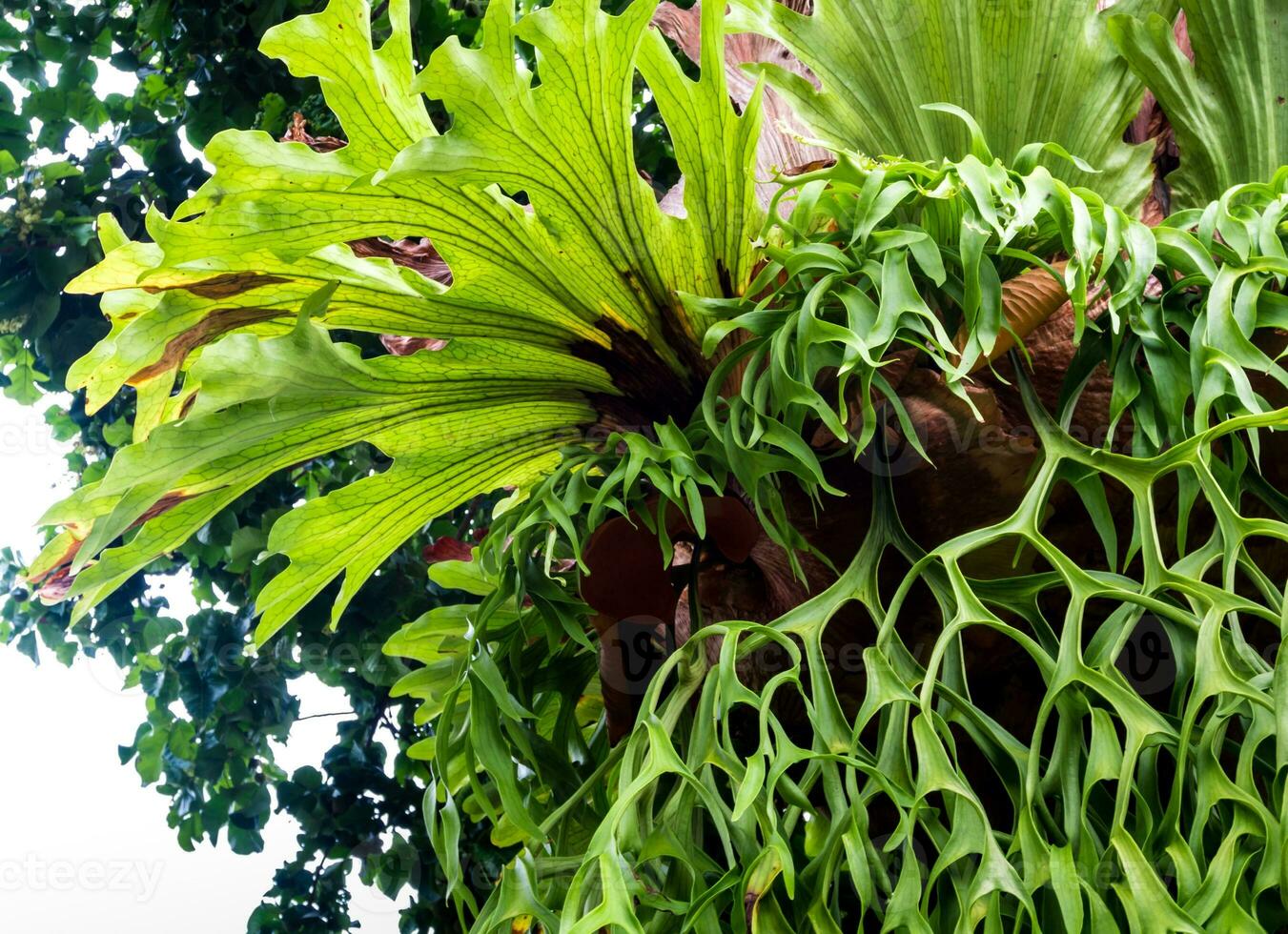 Freshness long leaves of Elkhorn Fern epiphytes on tree photo