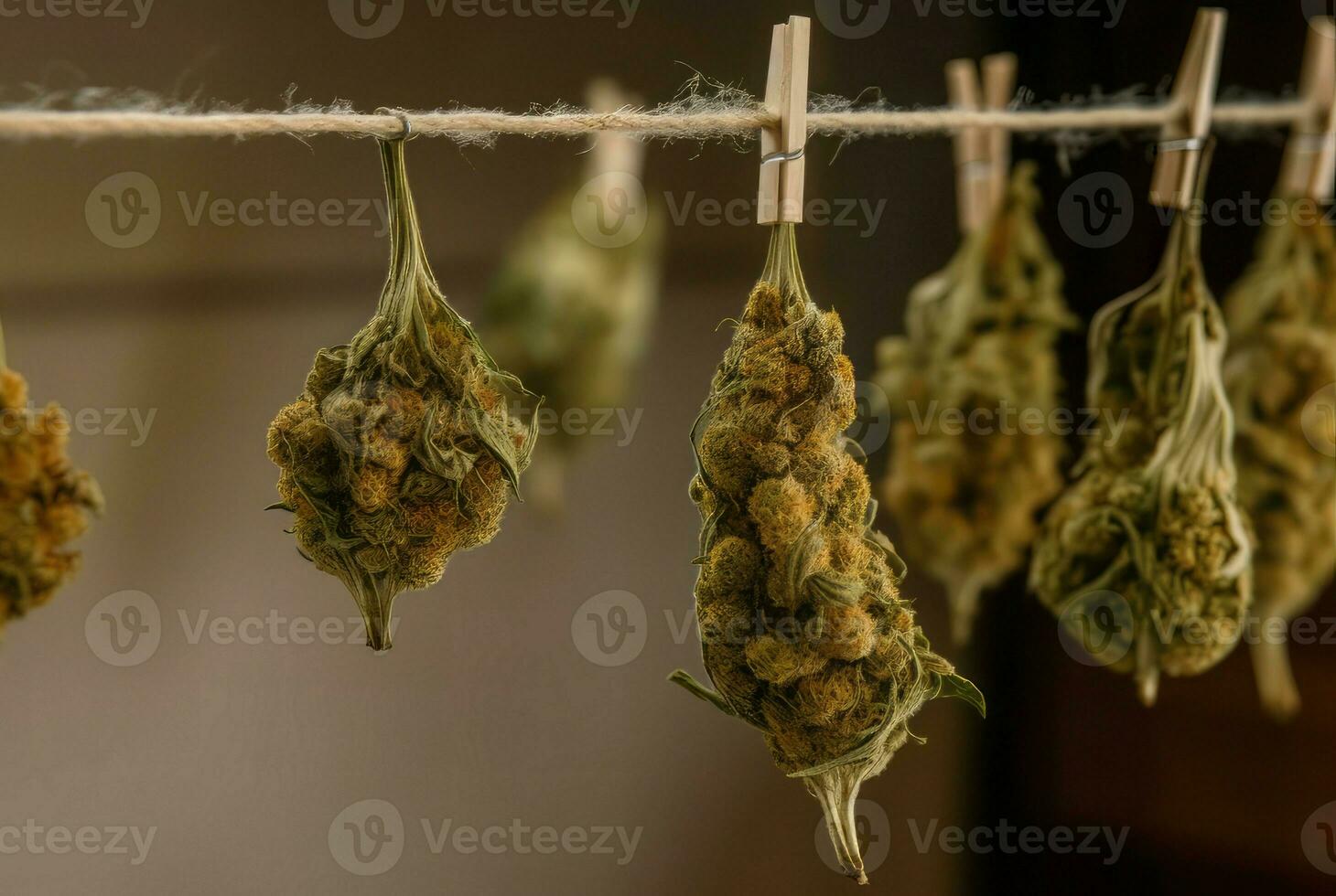 Marijuana pods drying air plant. Generate Ai photo