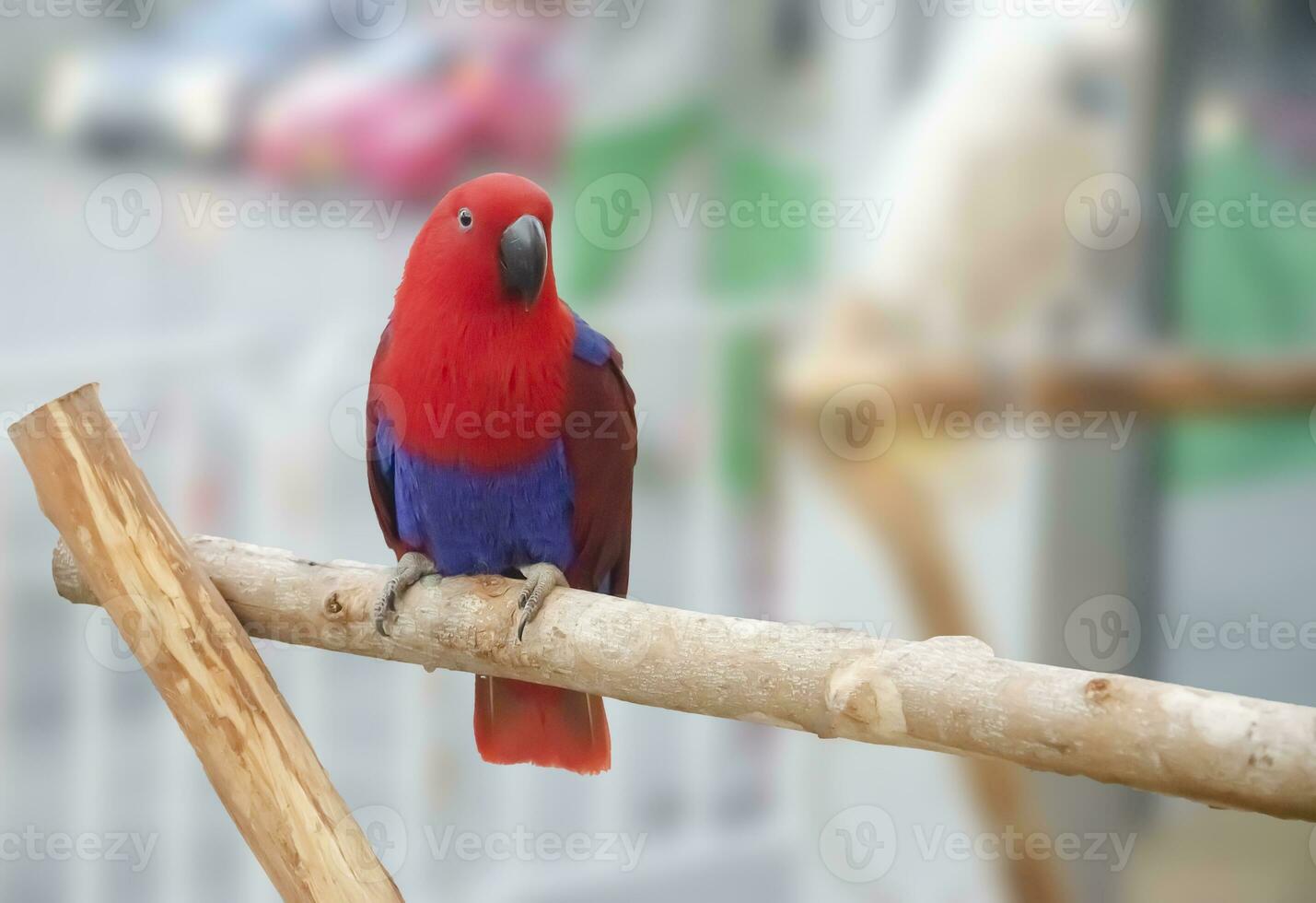 red parrot portrait isolated and perched on wood. Psittacidae photo