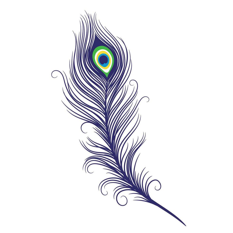 Peacock feathers on a white background vector