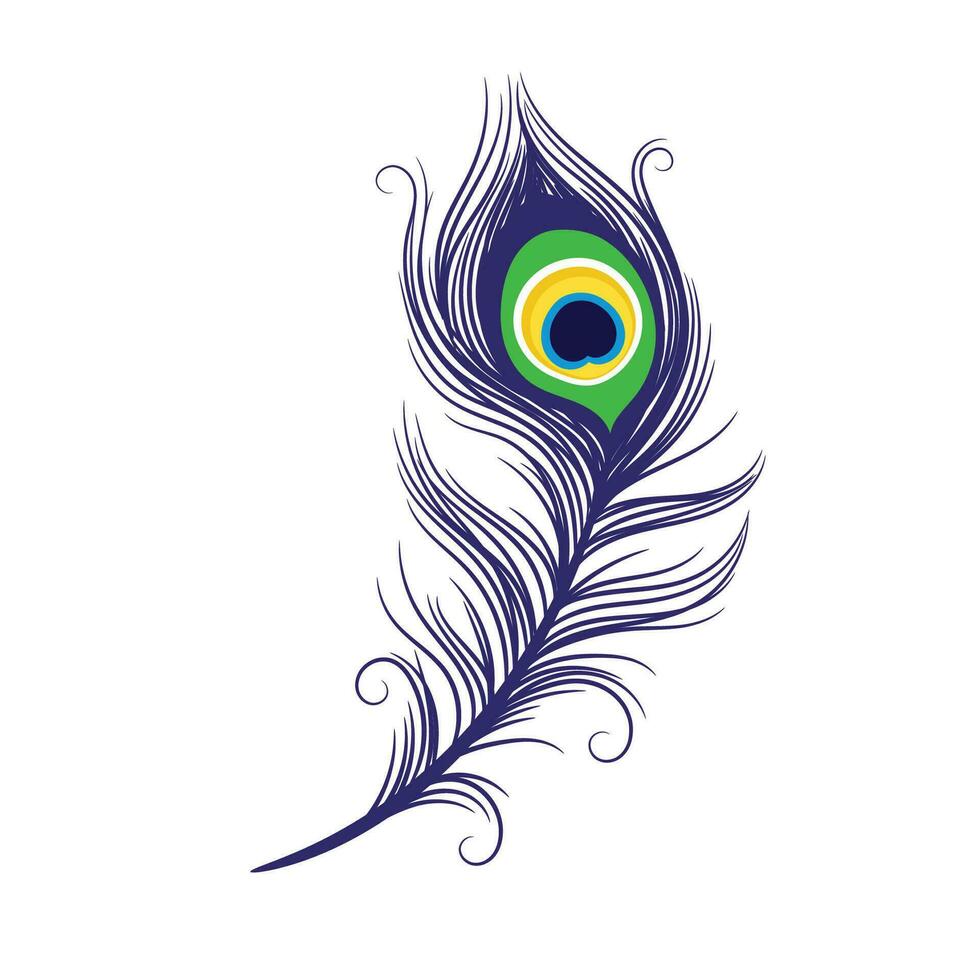 Peacock feathers on a white background vector