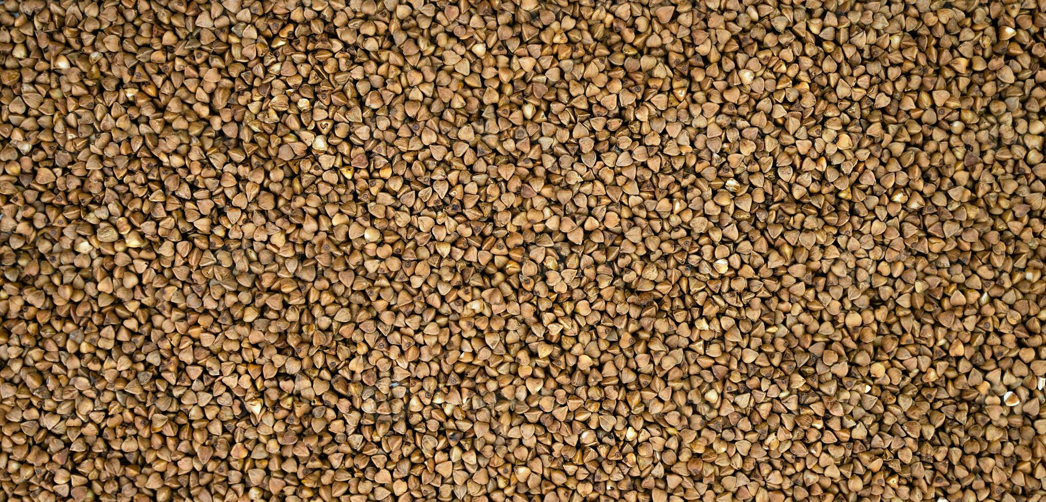 The texture of dry buckwheat. Dietary product. Natural abstract background. Banner. Top view. Selective focus. photo