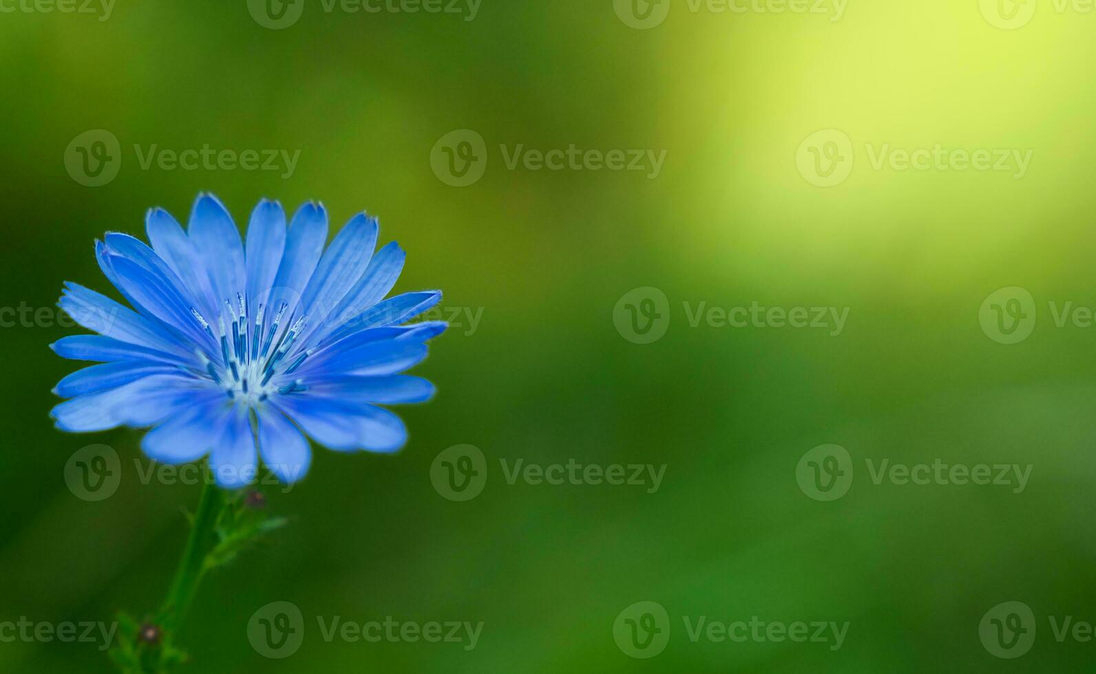 Beautiful blue flower on a green background. Natural wallpaper. Close-up. Copy pace. Selective focus. photo