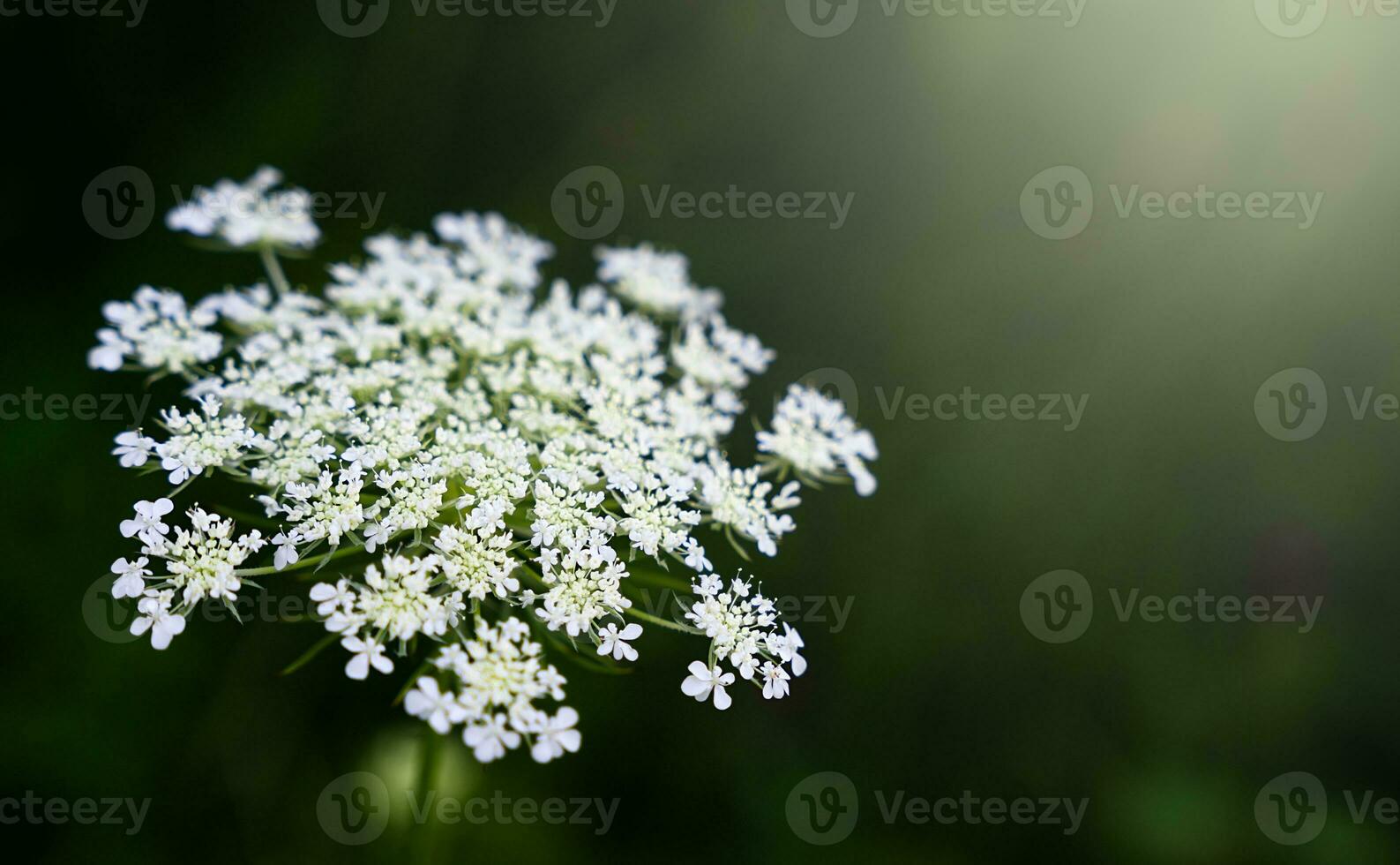 White wildflower on a dark green background. Natural wallpaper. Close-up. Copy space. Selective focus. photo