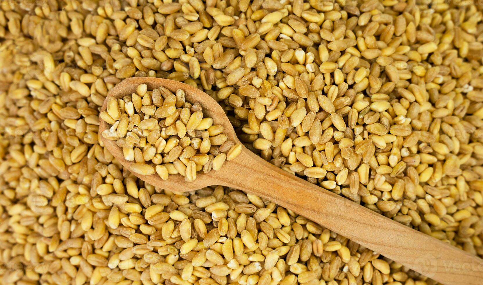 Wheat grains in a wooden spoon. Banner. Top view. Close-up. Selective focus. photo