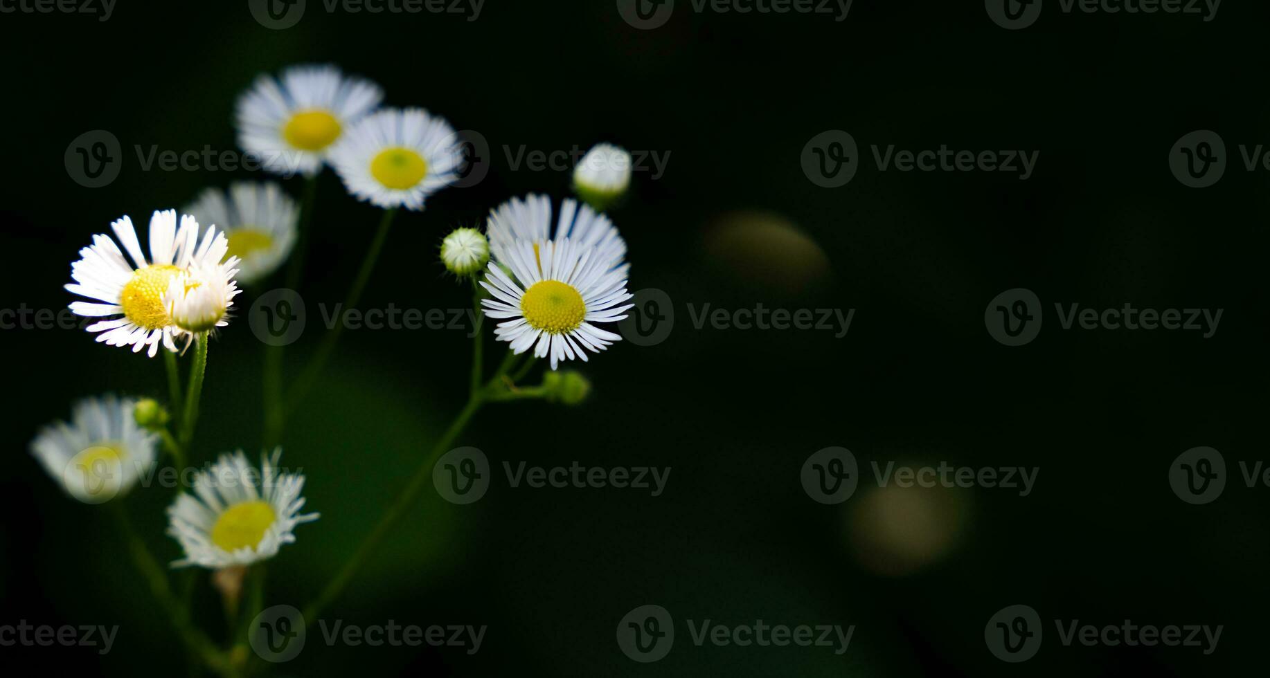 Small white chamomiles on a dark green background. Natural wallpaper. Close-up. Copy space. Selective focus. photo